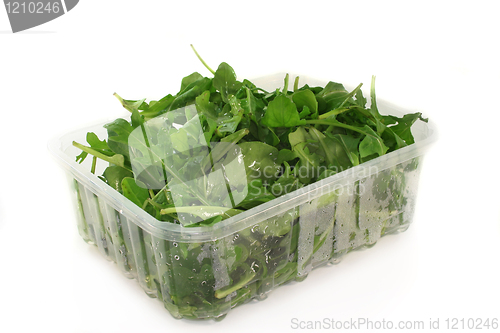 Image of Arugula