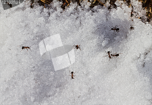 Image of ants on  snow