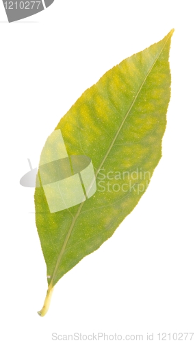 Image of Lemon leaf