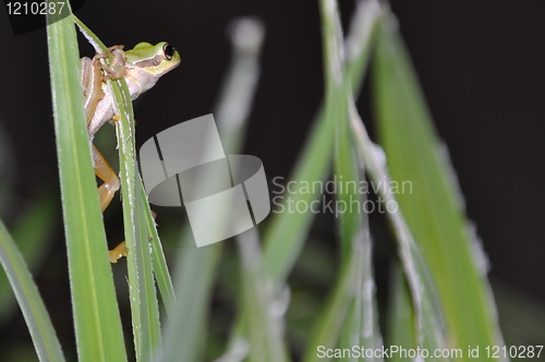 Image of Tree frog