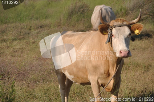 Image of Brown cow