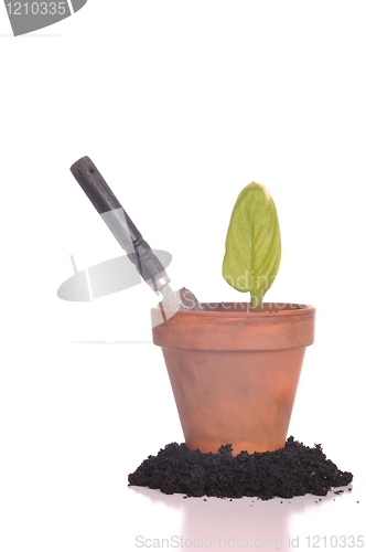 Image of Gardening