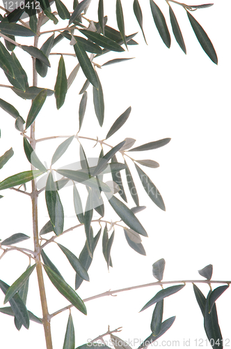 Image of Olive tree branch