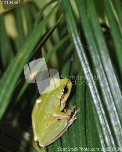 Image of Tree frog