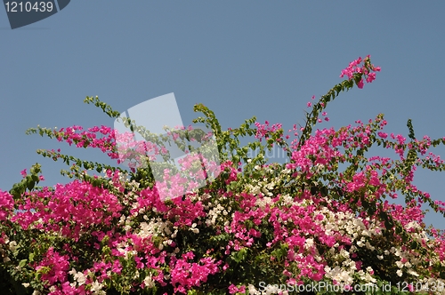 Image of Bougainvillea