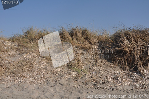 Image of Sand dune