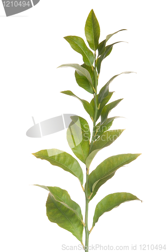 Image of Lemon tree branch