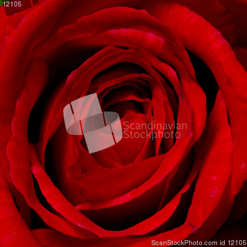Image of red rose