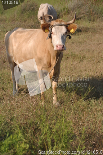 Image of Brown cow