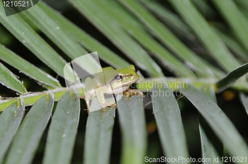 Image of Tree frog