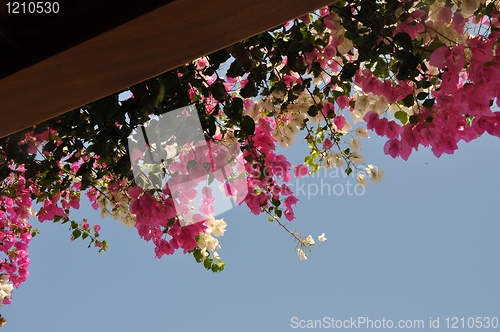 Image of Bougainvillea