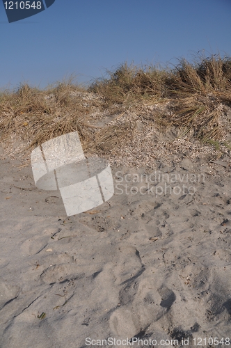 Image of Sand dune