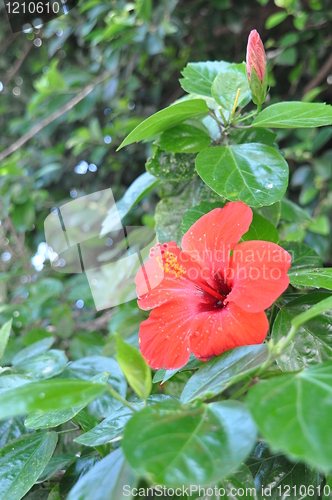 Image of Hibiscus flower