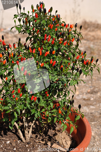 Image of Parsons pepper flower