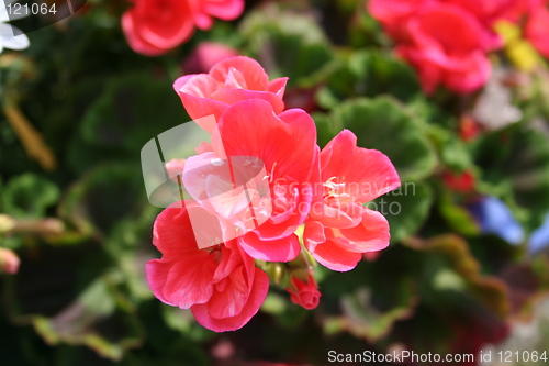 Image of Geranium