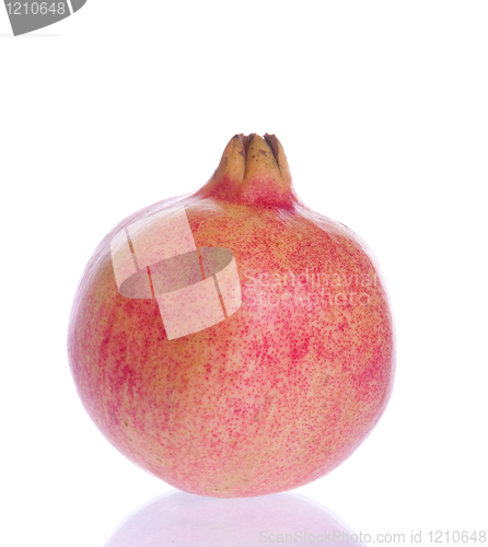 Image of Pomegranate