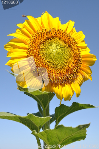 Image of Sunflower