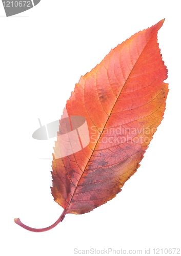 Image of Cherry leaf