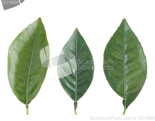 Image of Orange leafs