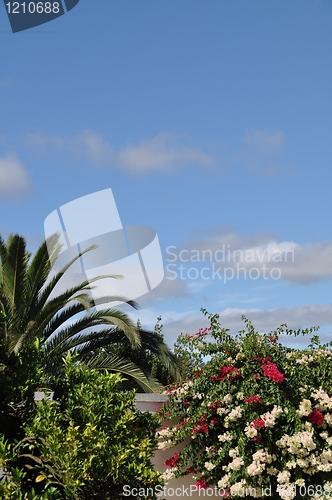 Image of Bougainvillea