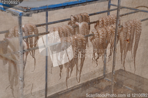 Image of Drying octopus