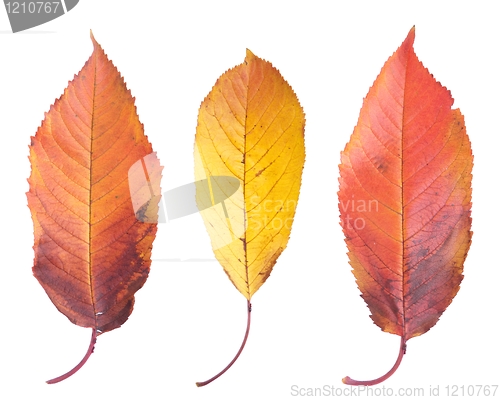Image of Cherry leafs