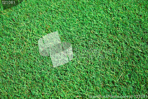Image of grass
