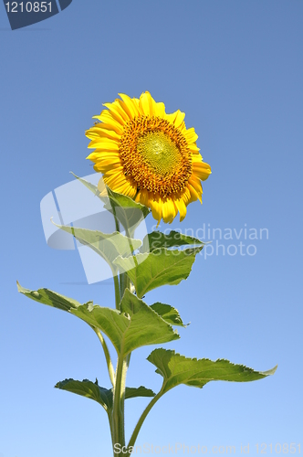 Image of Sunflower