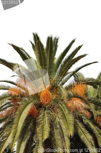 Image of Palm tree