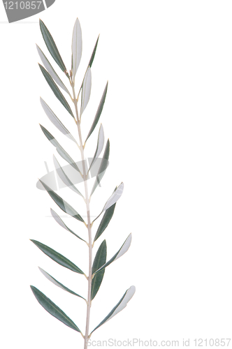 Image of Olive tree branch