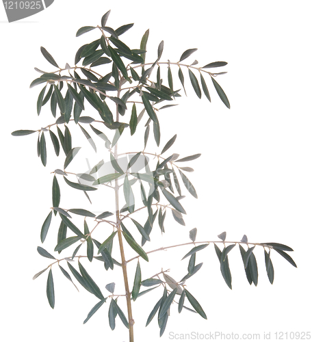 Image of Olive tree branch