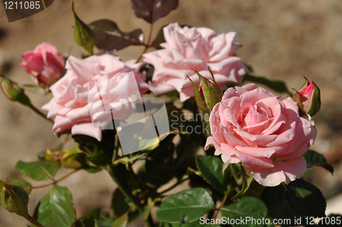 Image of Pink roses