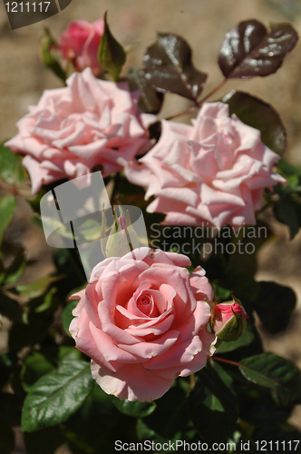 Image of Pink roses