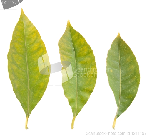Image of Lemon leafs