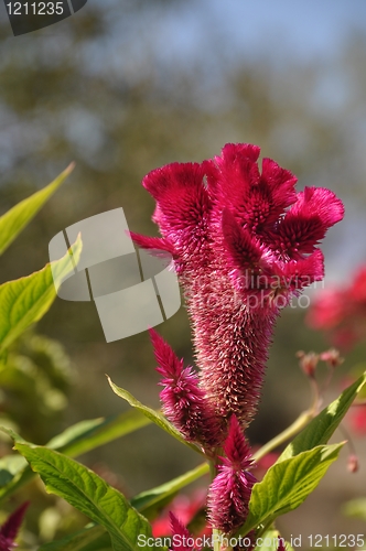 Image of Cockscomb flower