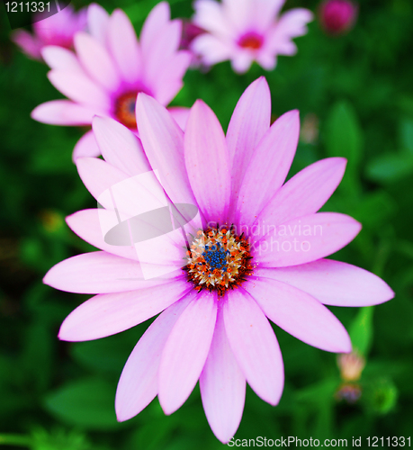 Image of Violet daisy