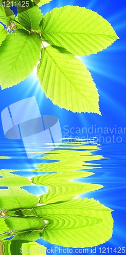 Image of summer