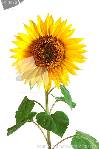 Image of Sunflower