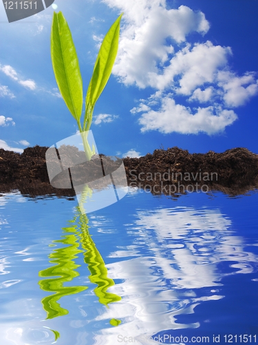 Image of growth