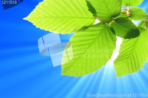 Image of blue sky and leaf