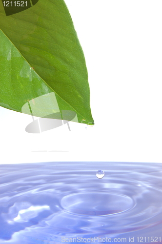 Image of leaf and water