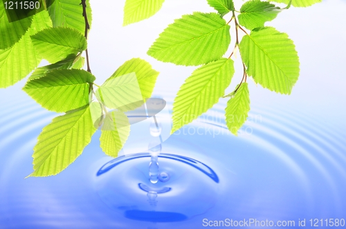 Image of green leaf and water drop