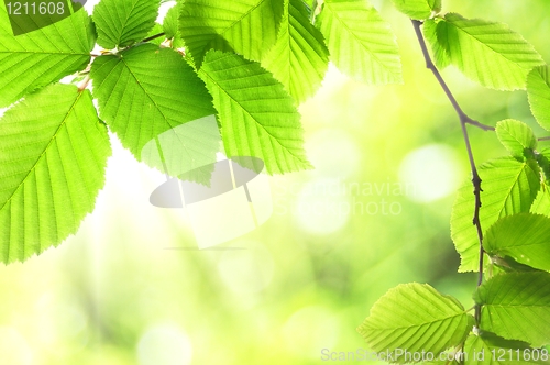 Image of green summer leaves