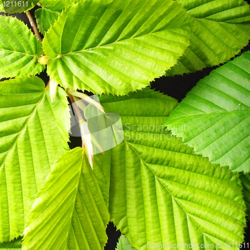 Image of leaf texture