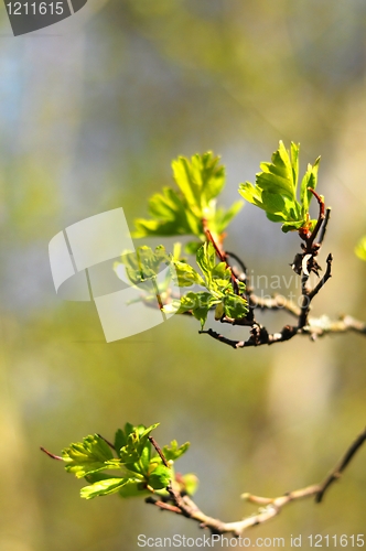 Image of green spring leaves