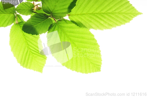 Image of leaf isolated
