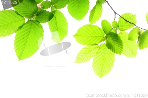 Image of leaf and copyspace