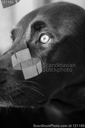 Image of Black and White Lab