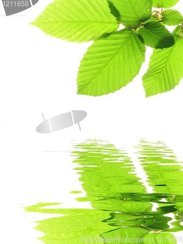 Image of green summer leaves