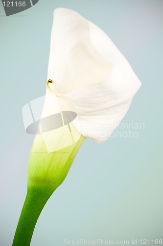 Image of Beautiful Calas Lily, Soft Focus